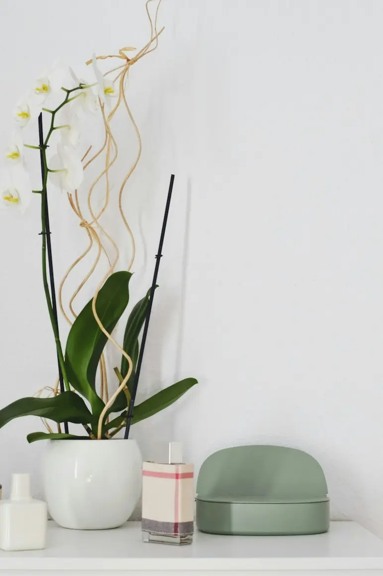 green potted plant on table